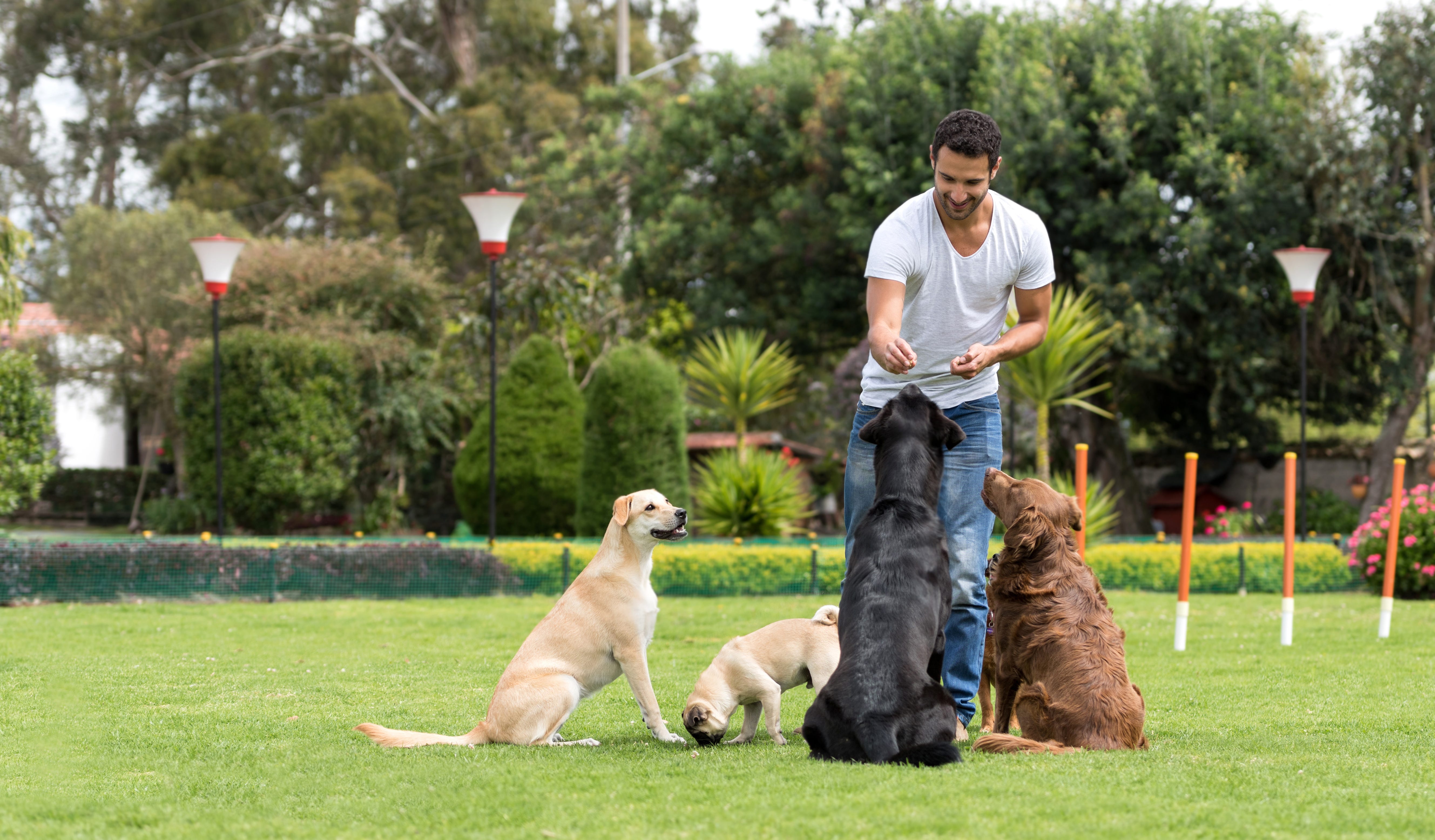 starting a dog daycare
