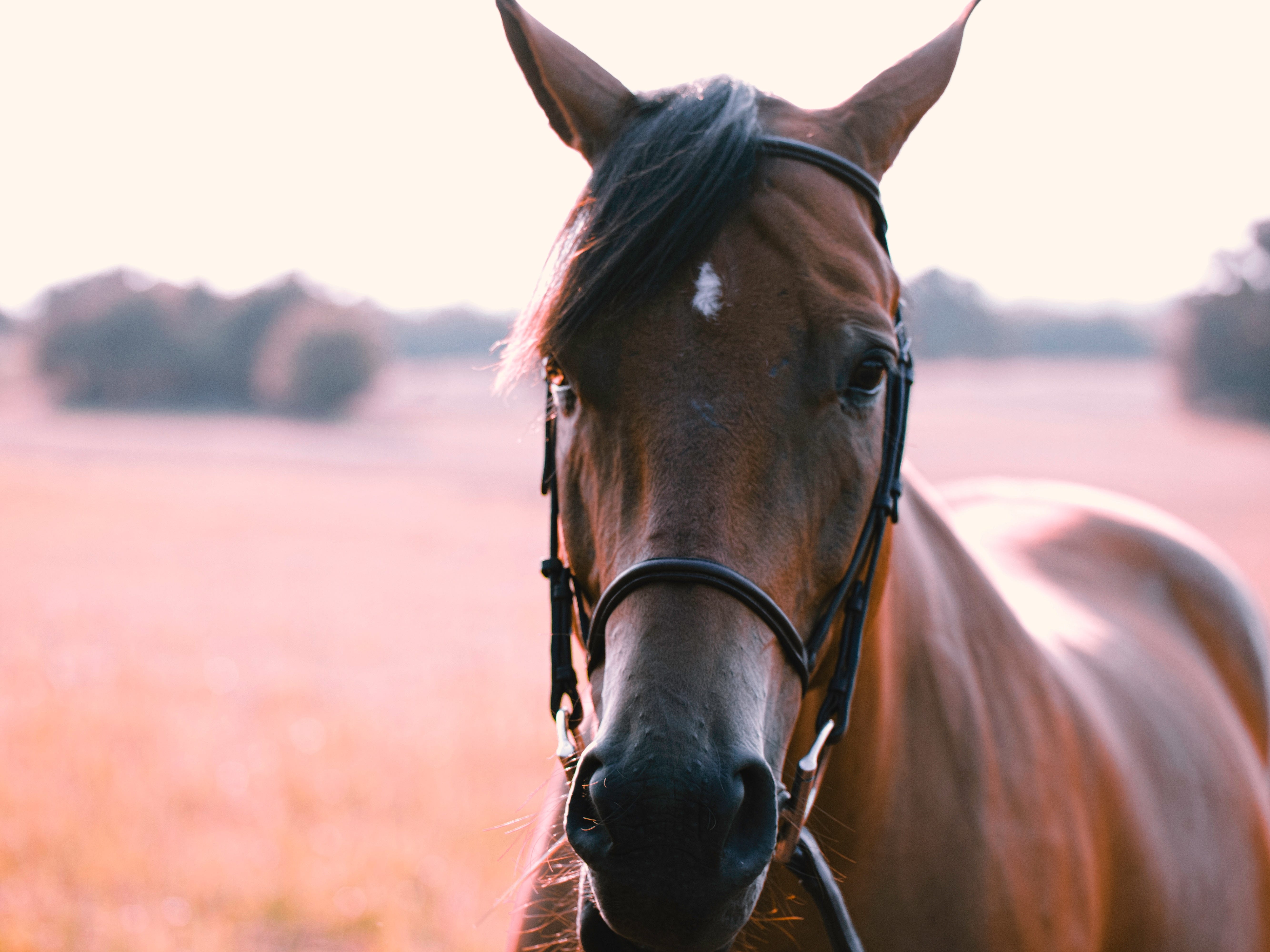 Flogging A Dead Horse How To Tell When To Give Up On Your Startup By Tim Jackson Lessons From Ceos Medium Flogging A Dead Horse How To Tell When To Give Up On Your Startup By Tim Jackson Lessons From Ceos Medium