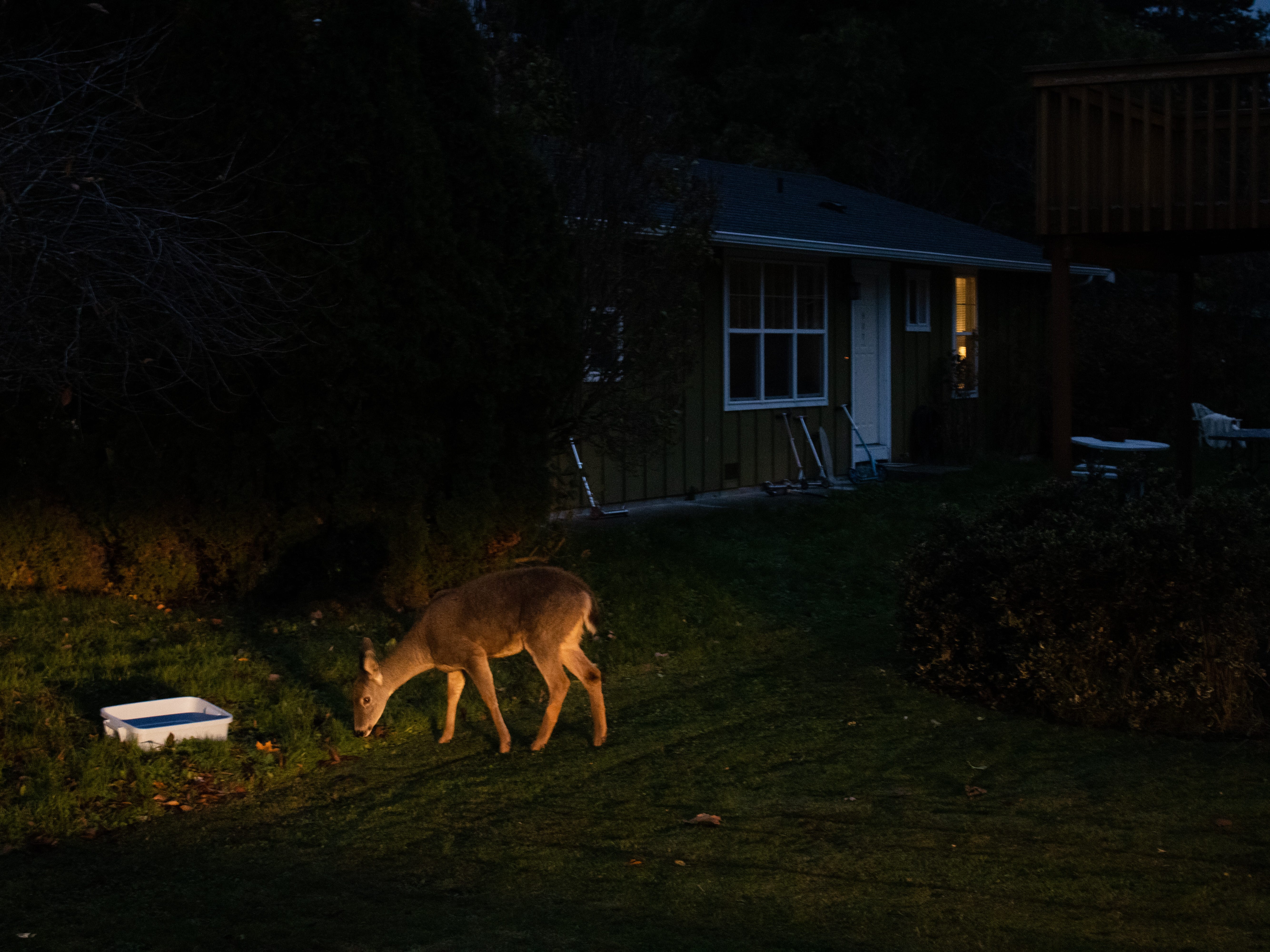 Near And Deer As The Deer Population Increases In The By The Planet Magazine The Planet