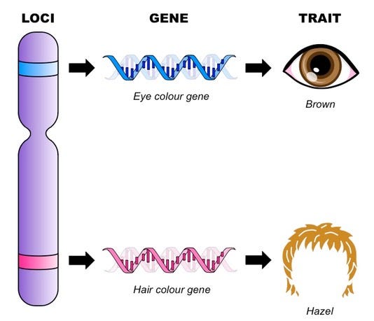 What is a gene?. Gene is derived from a Greek words pan… | by Ric S ...