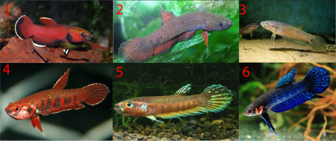 6 Jensi Ikan  Cupang  Alam Wild Betta by ikancupangku 