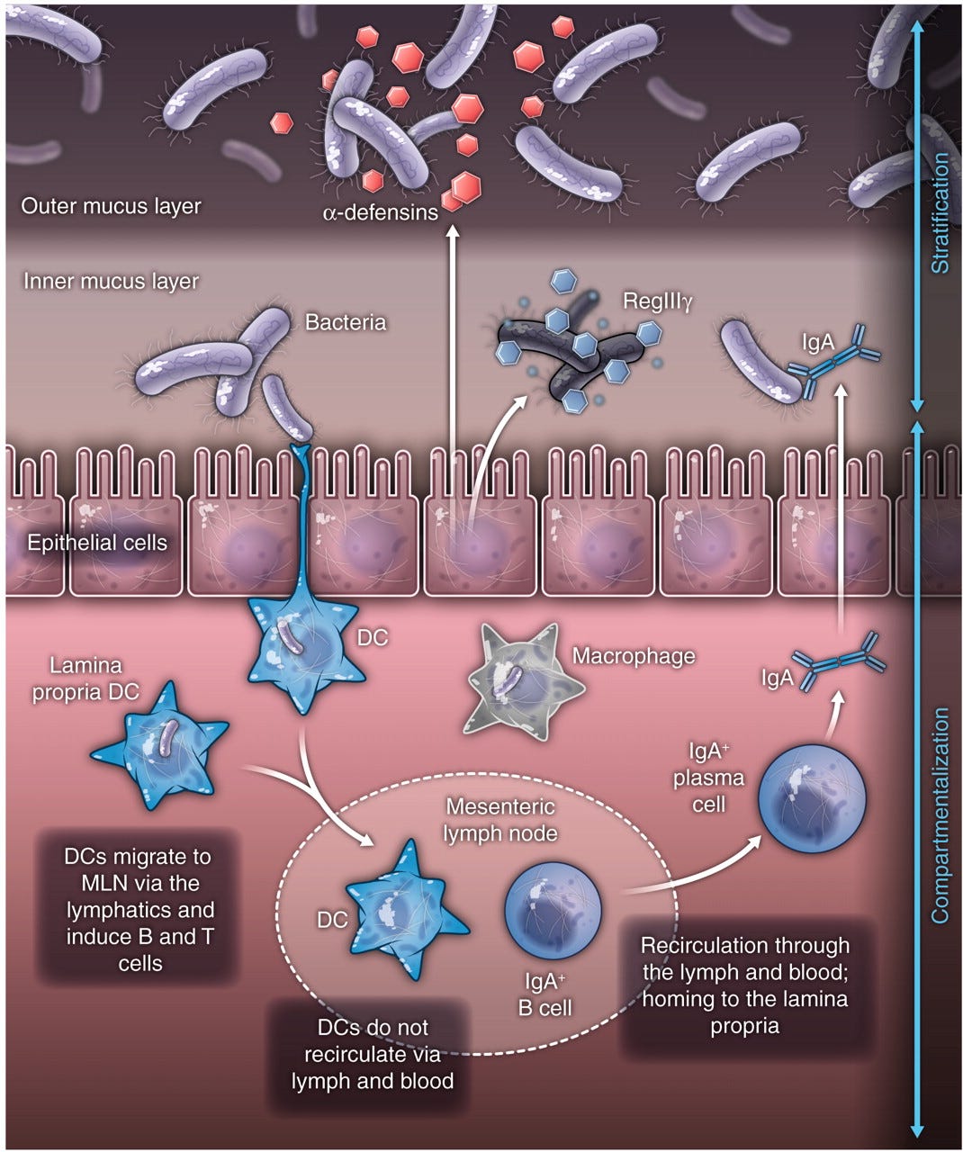 The Gut Microbiota and The Immune System - Thryve - Medium