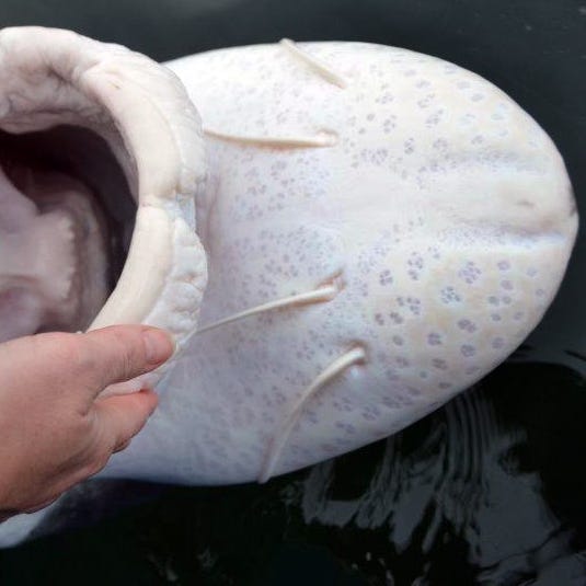 Underside of a white sturgeon’s snout