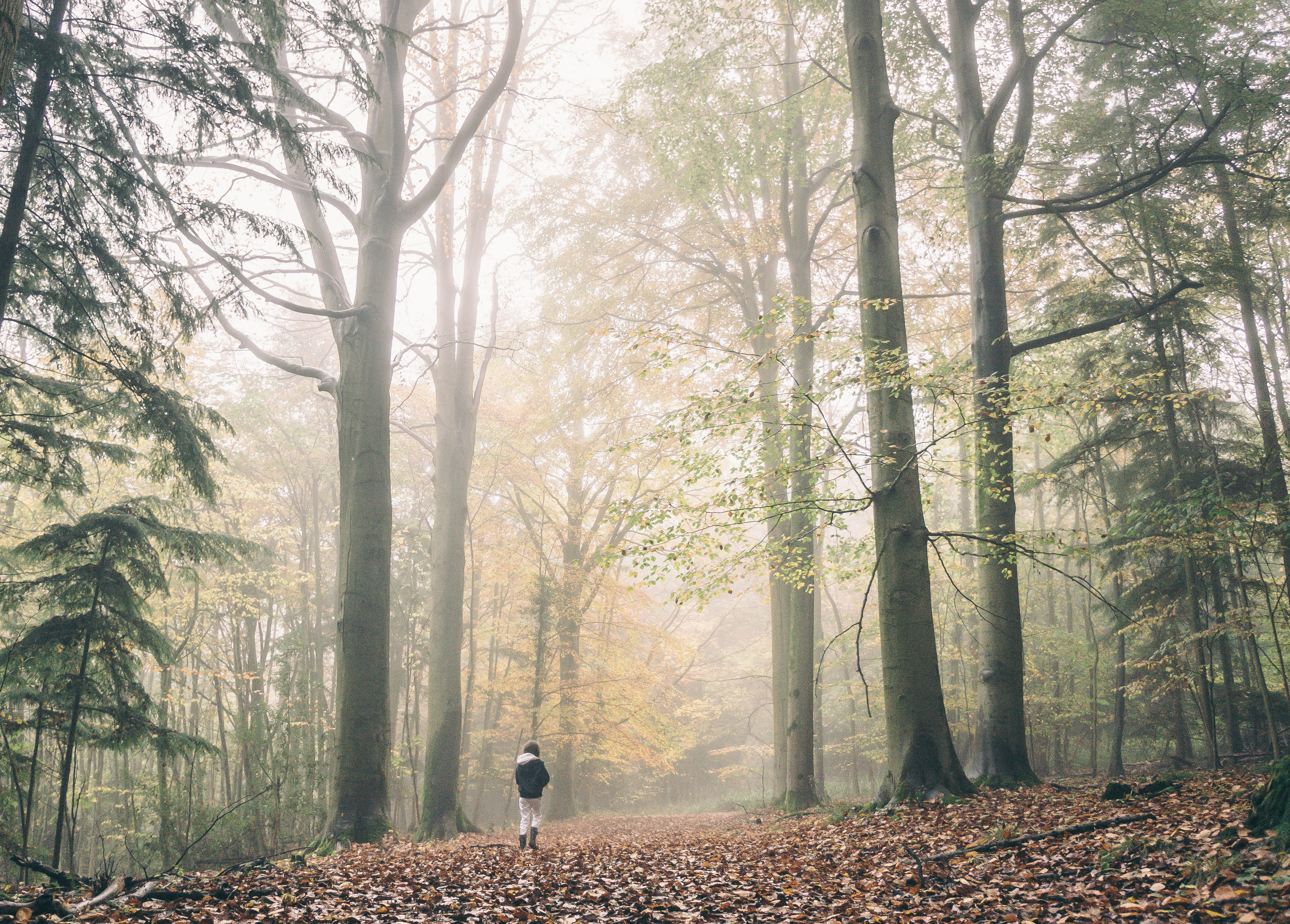 The Man In The Woods I Was Nine At The Time By Matthew Donnellon The Inkwell Medium