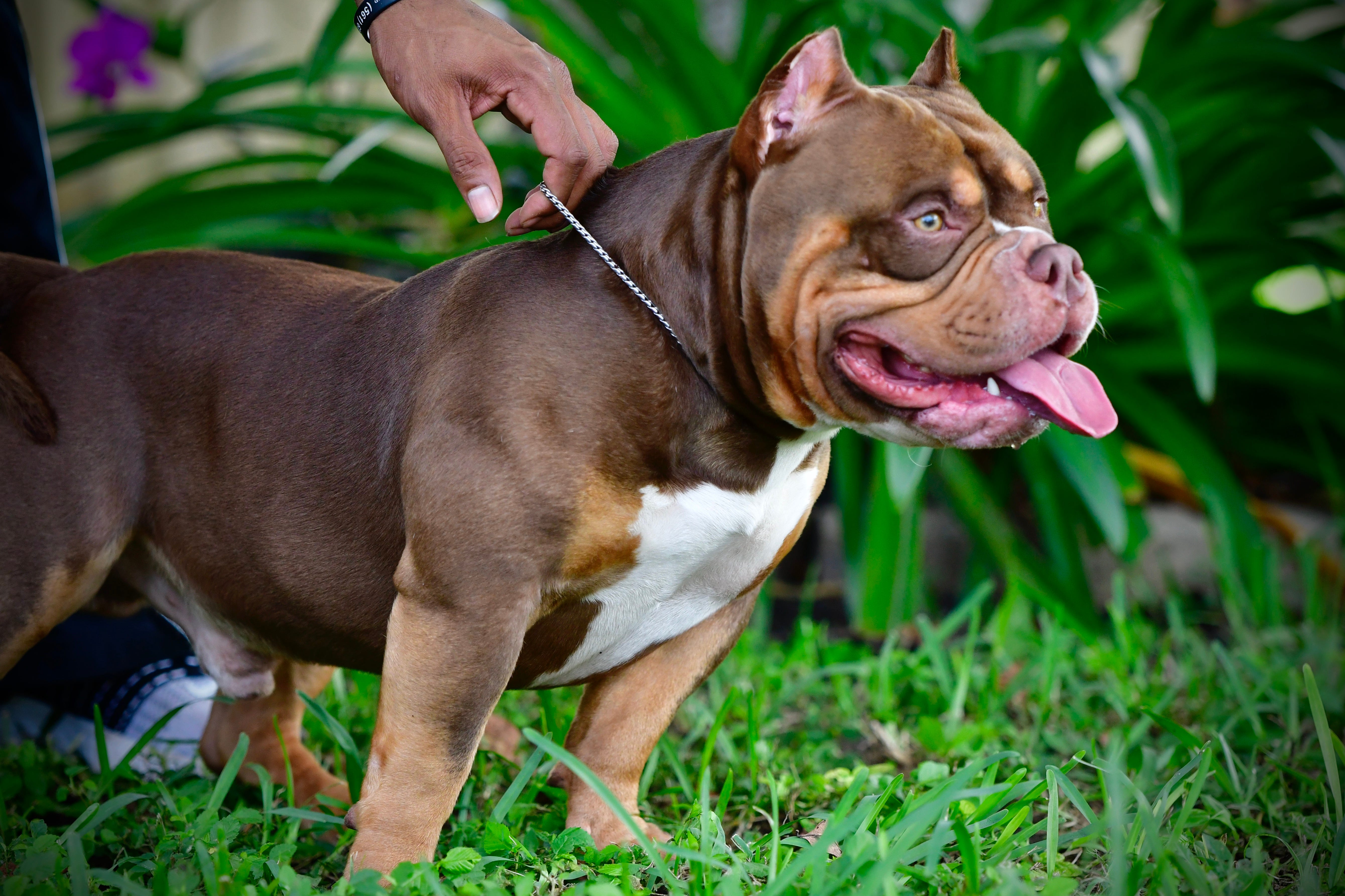 Here are a number of highest rated ghost tri american bully pictures on int...