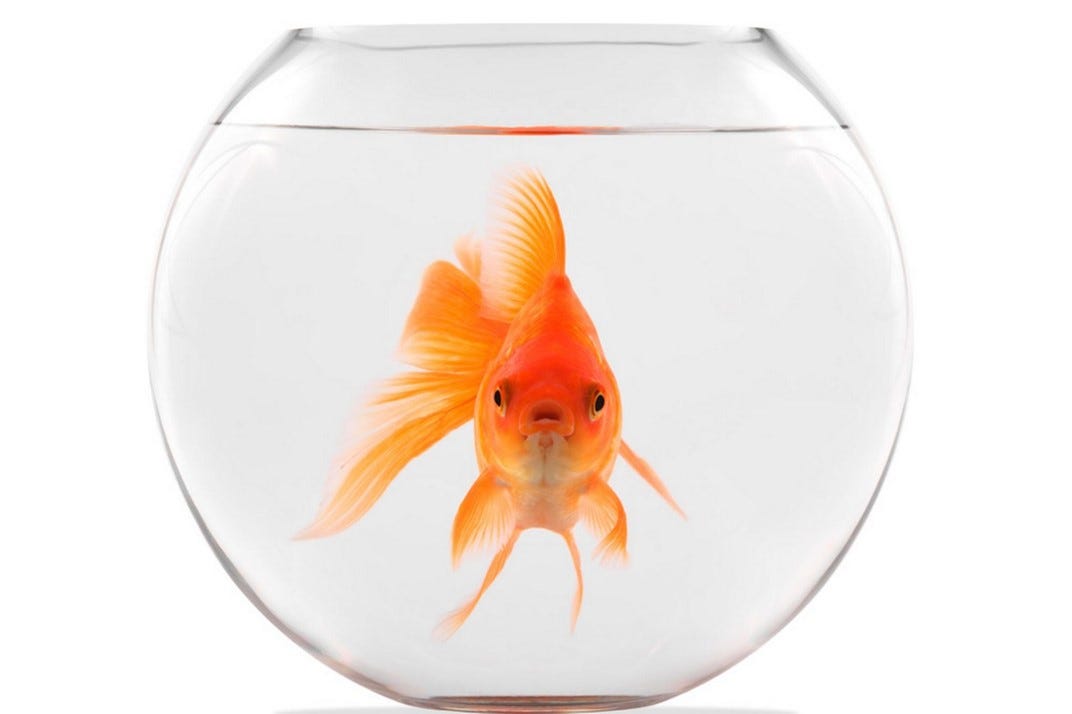How Big Is Your Goldfish Bowl?. Is your environment really limiting