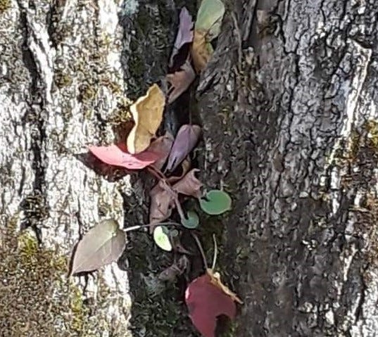 Multi-colored leaves on a vine grow from a crevice in the bark of an old tree.