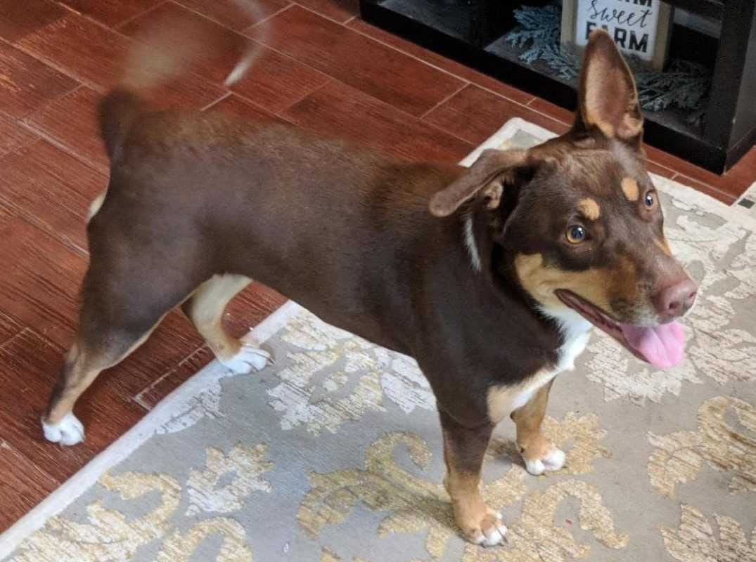 lab mix dogs for adoption