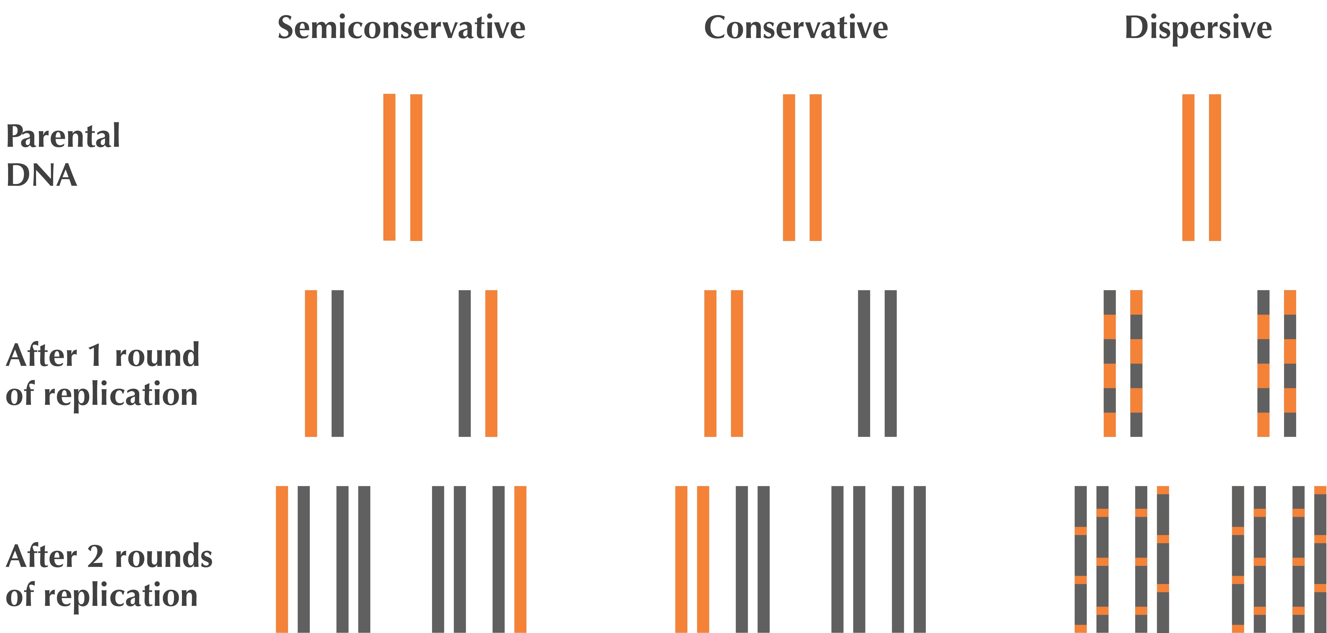bacterial genomes