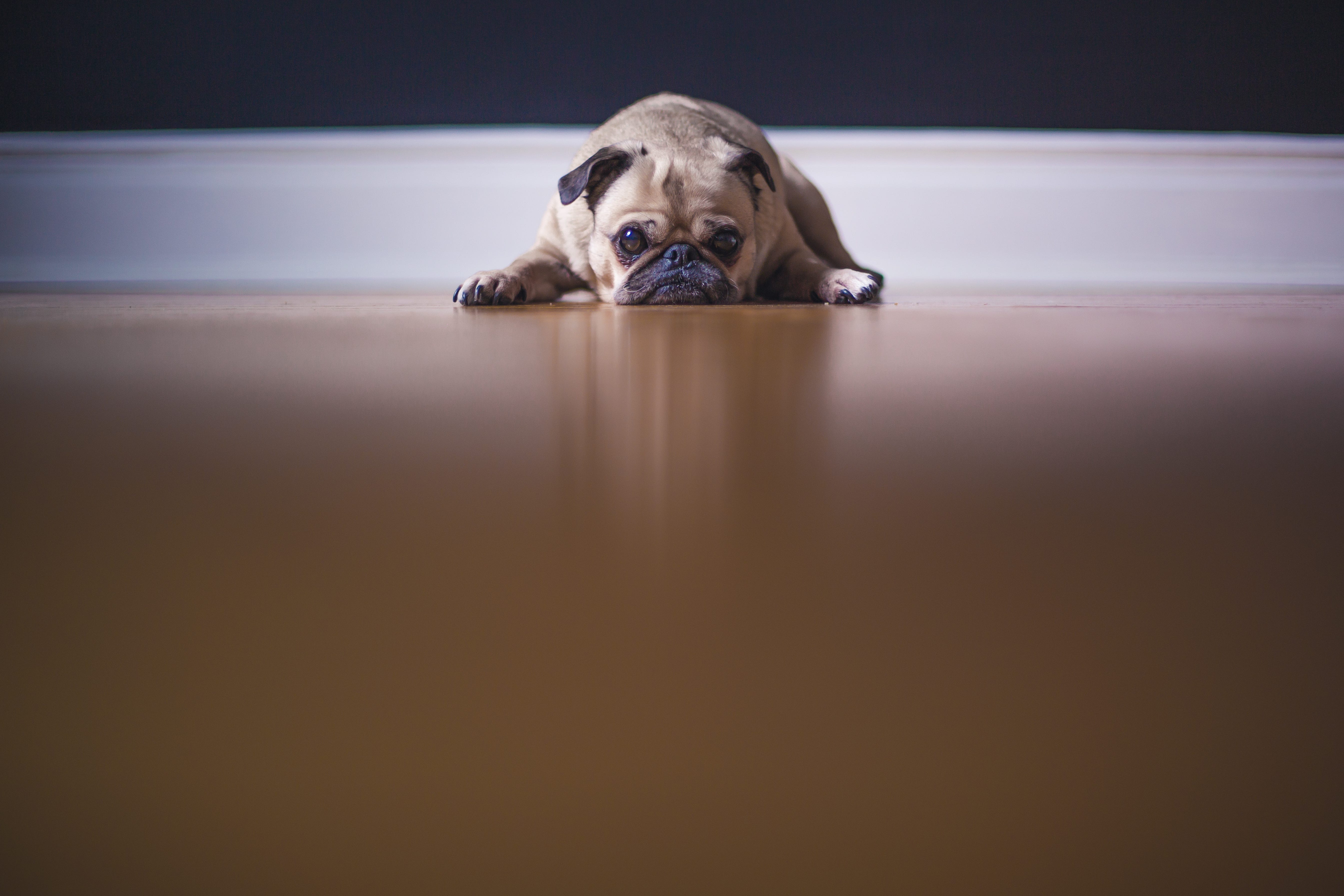 Dog Poop And Demons The Literary Element Medium