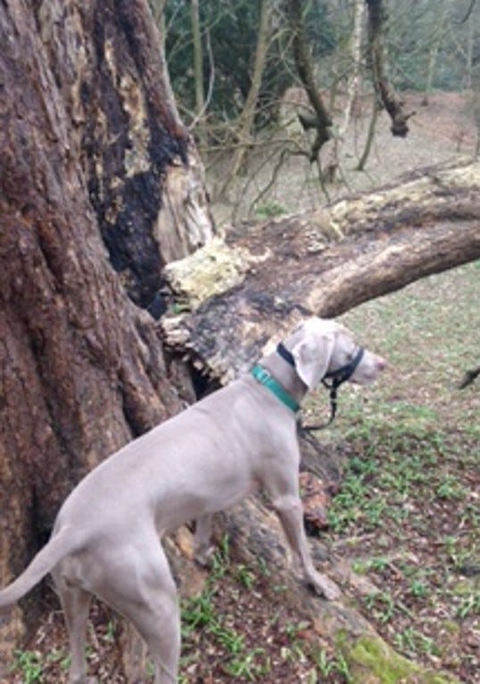 Weimeraner dog wearing green collar and a black halti in a woodland area, tree struck by lightning