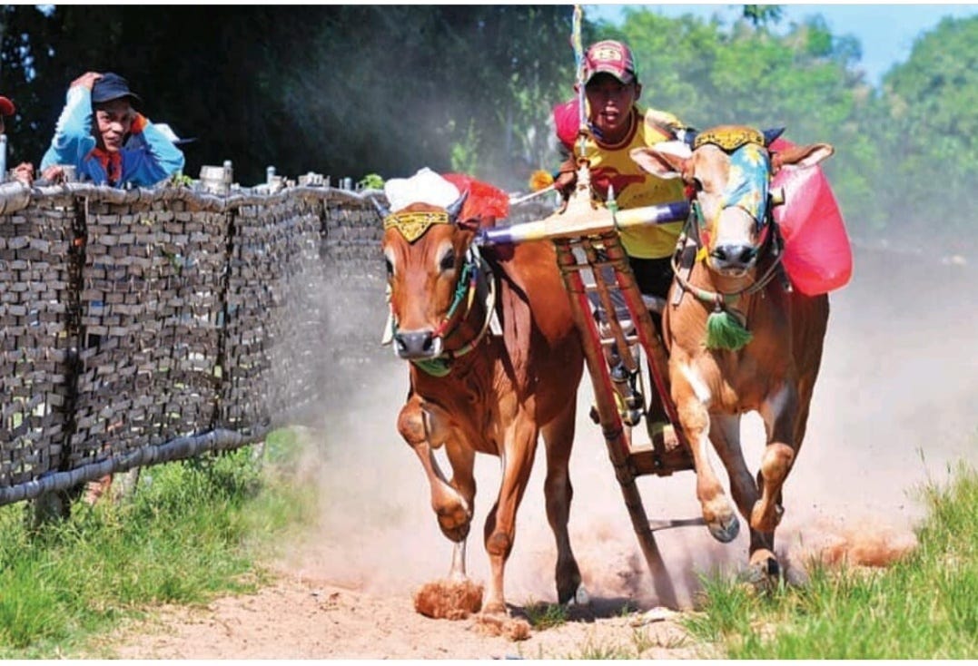 Karapan Sapi Fadila Munawaroh Medium