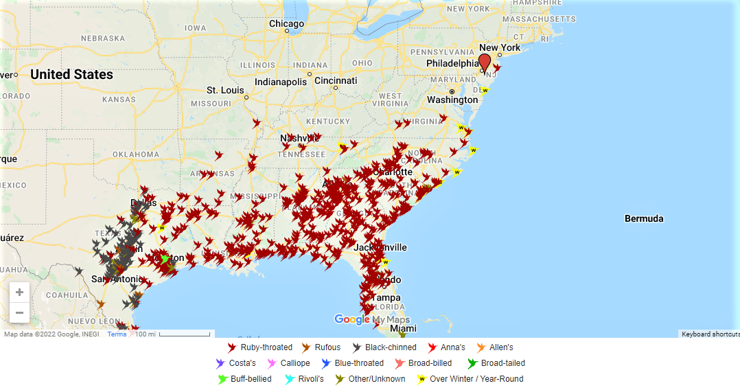 2021 Hummingbird Spring Migration Map 2021 Hummingbird Sightings Gambaran