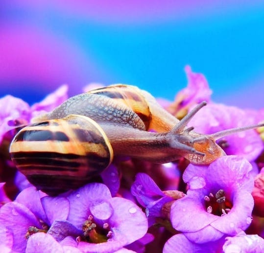 It’s good when Snail Slime is on your skin? by Jolin Lim Medium