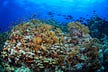 Reefs and Research