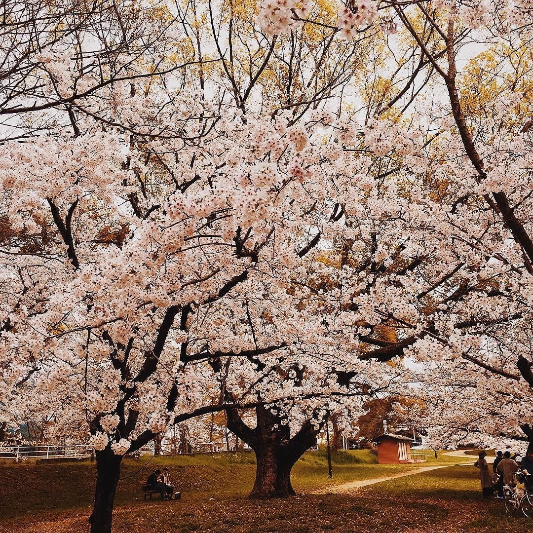 ドラマきんとり男同士のわちゃわちゃがいいですね男の人って集団になるとすごく面白い 桜 さくら サクラ 花見 はなみ お花見 公園 Parc パーク きれい 綺麗 こうえん さんぽ By 桐野りの Medium