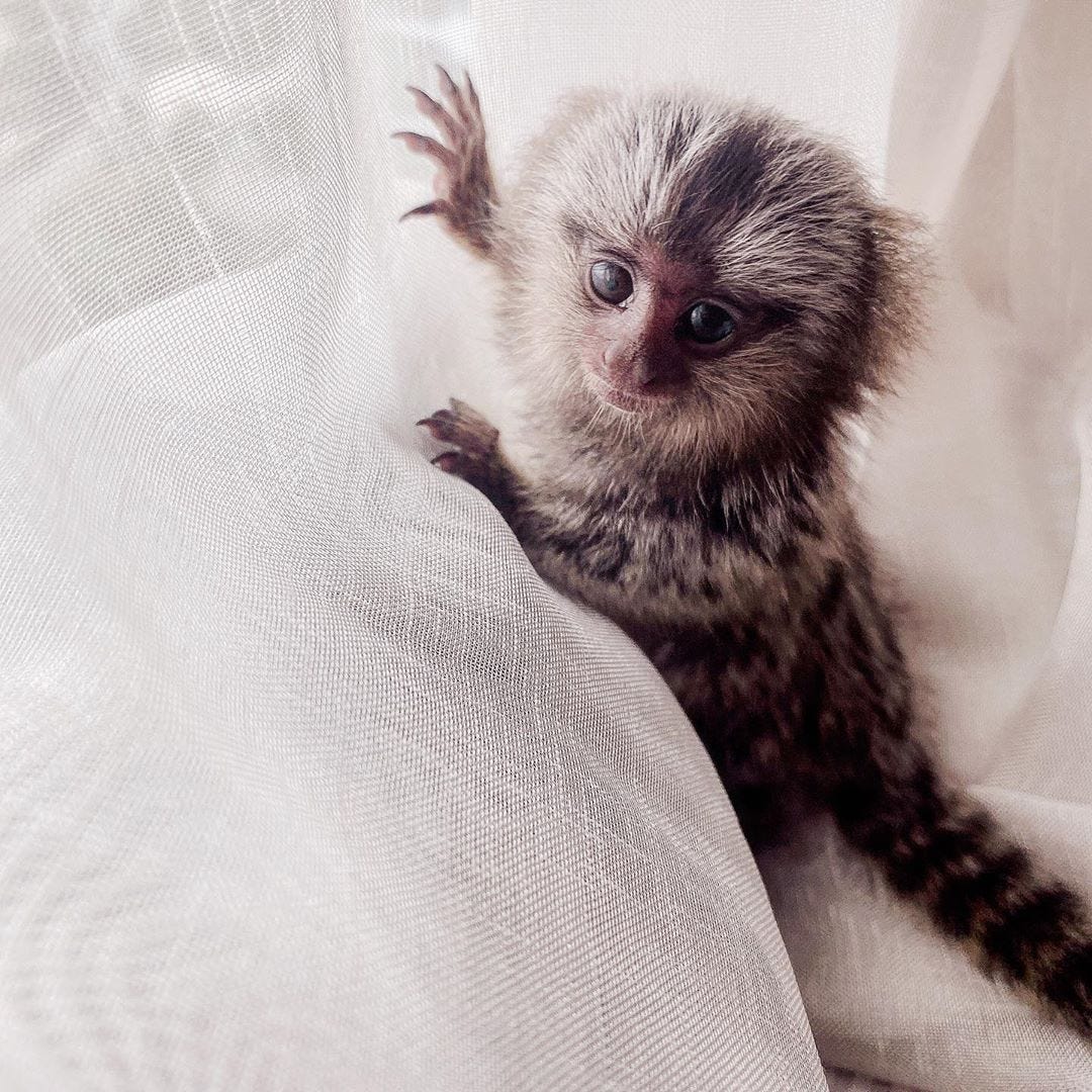Best Pet Monkeys For Sale Buy A Monkey Now By Roboswalker Jan 2021 Medium