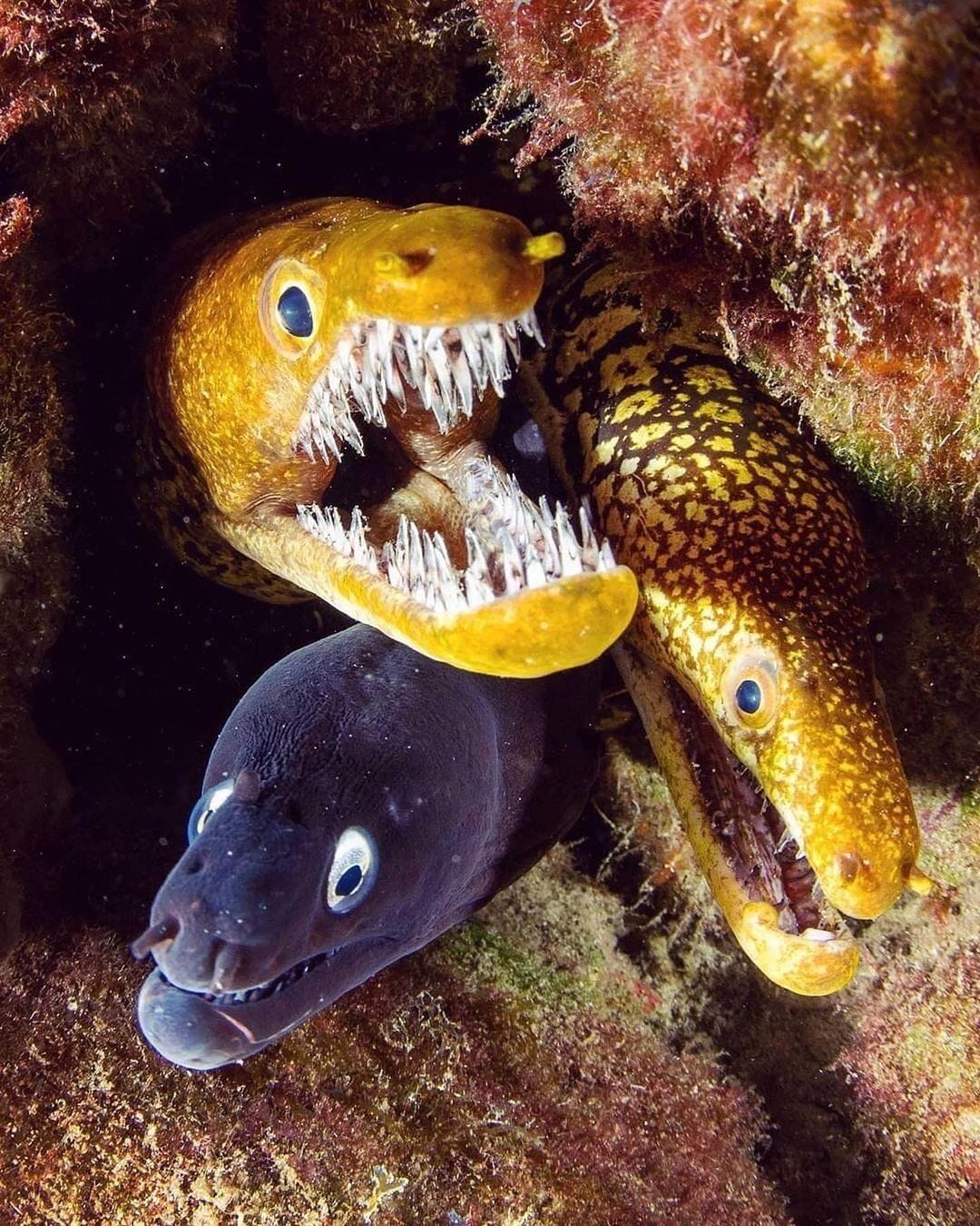 Hanging out with moray eels While they appear dangerous with their