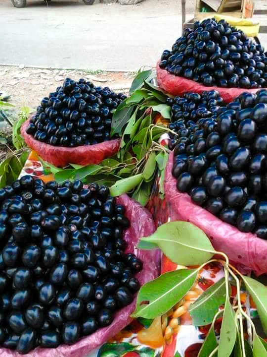 Java Plum or Black Jamun — The Wonder Fruit! HealthDekho Healthcare