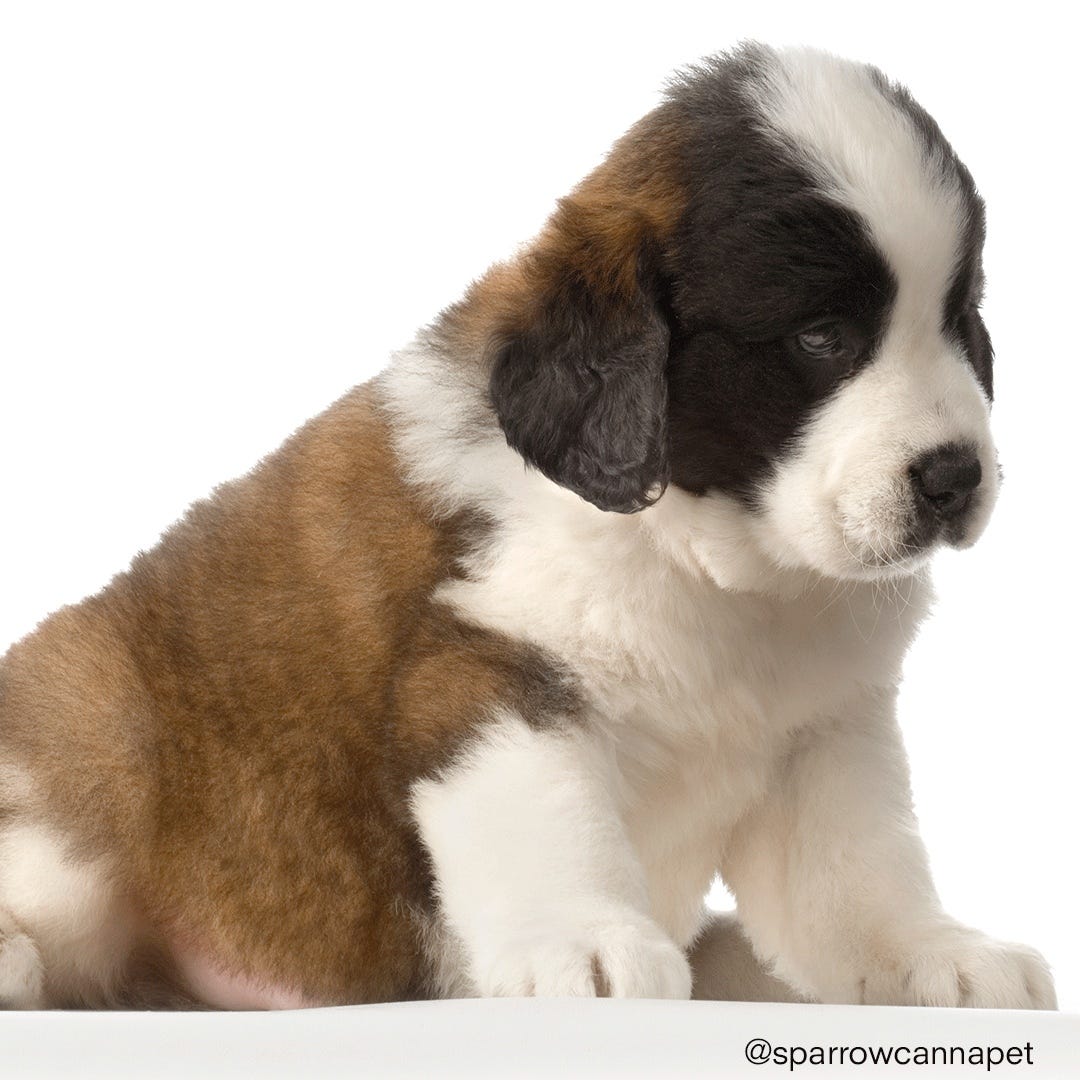 Ein Hund namens Beethoven — wer kennt ihn noch?=) | by SPARROW Pet | Medium