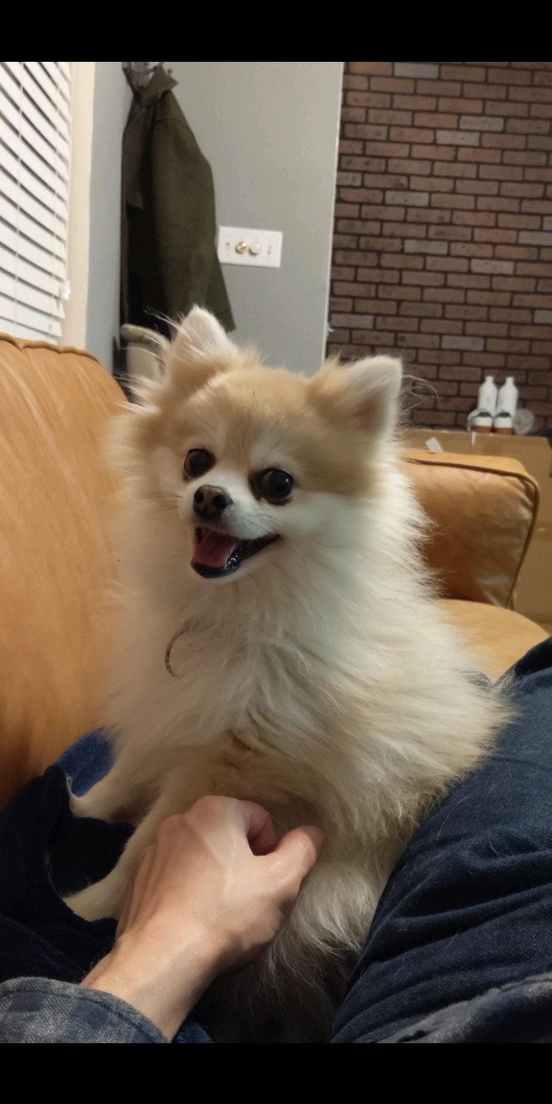 medium pomeranian