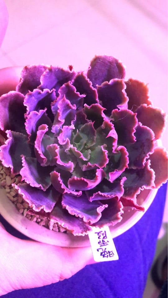 Ltri光研院 Vitagri生物照明 Medium