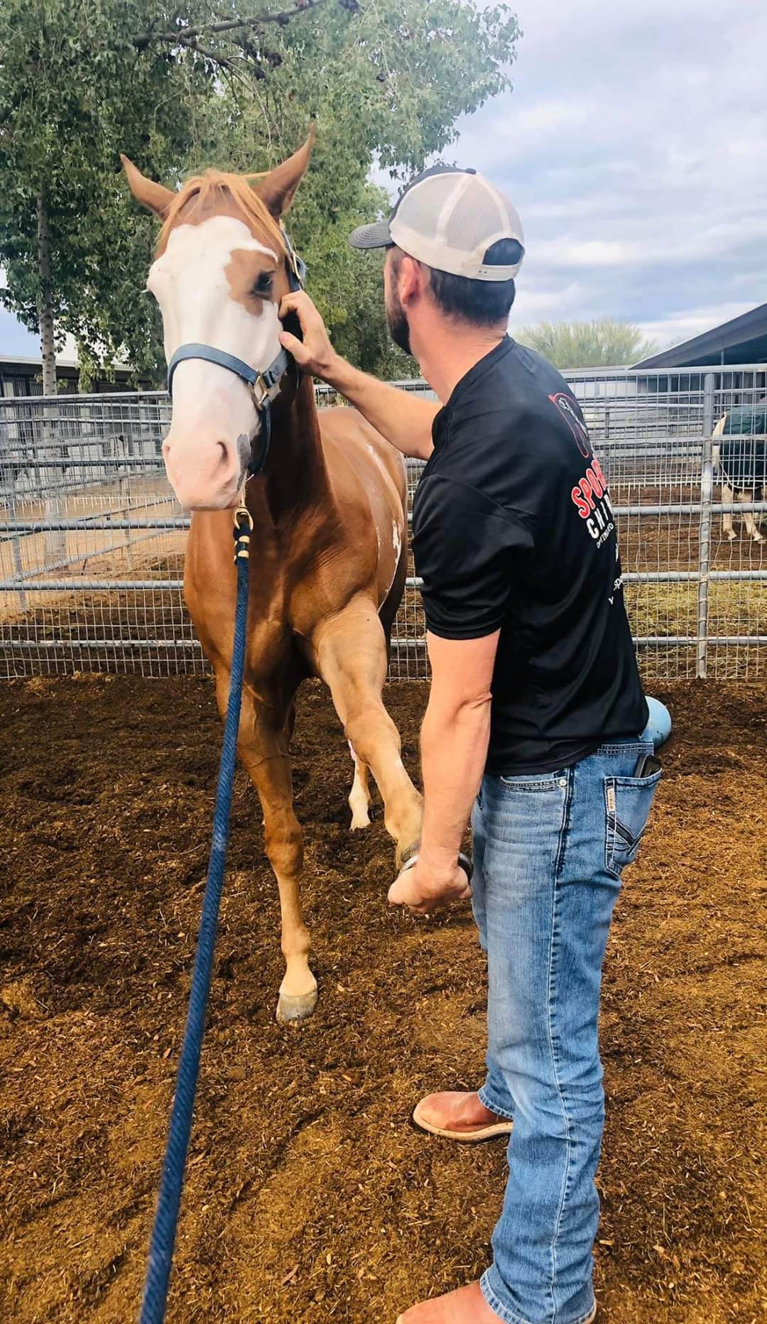 It’s All About Performance. Chiropractic care for your horses is… by Dr. Mike Adney Medium