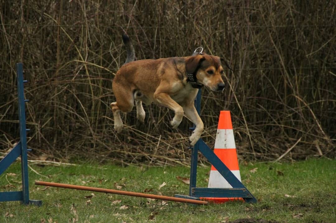house breaking new puppy