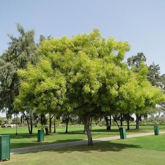 Could Neem Tree Oil Be The Solution For Desert Locust Control By Icpac Medium