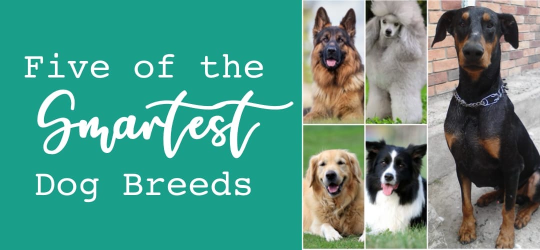 smartest medium dog breeds