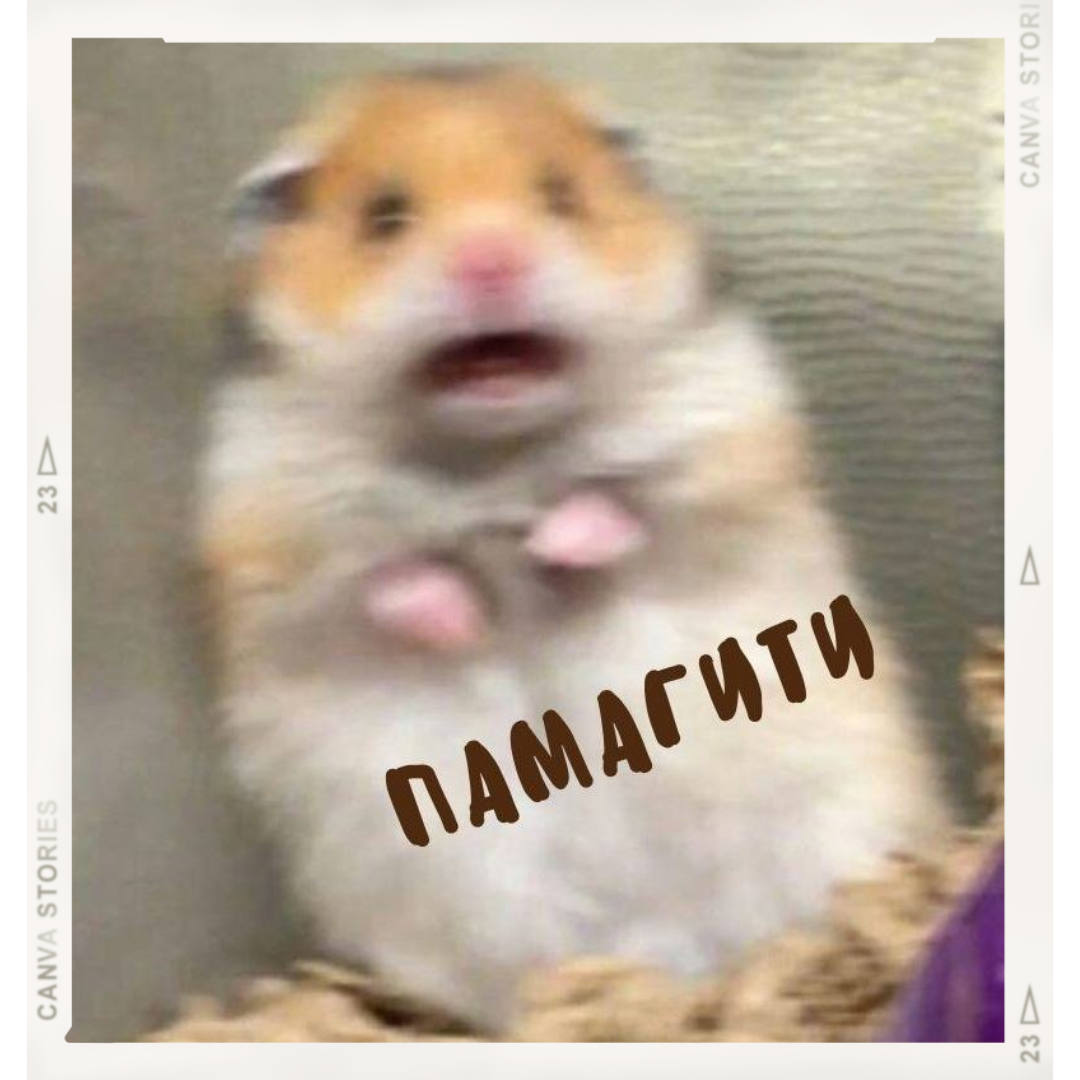 Хомячок Бай Интернет Магазин