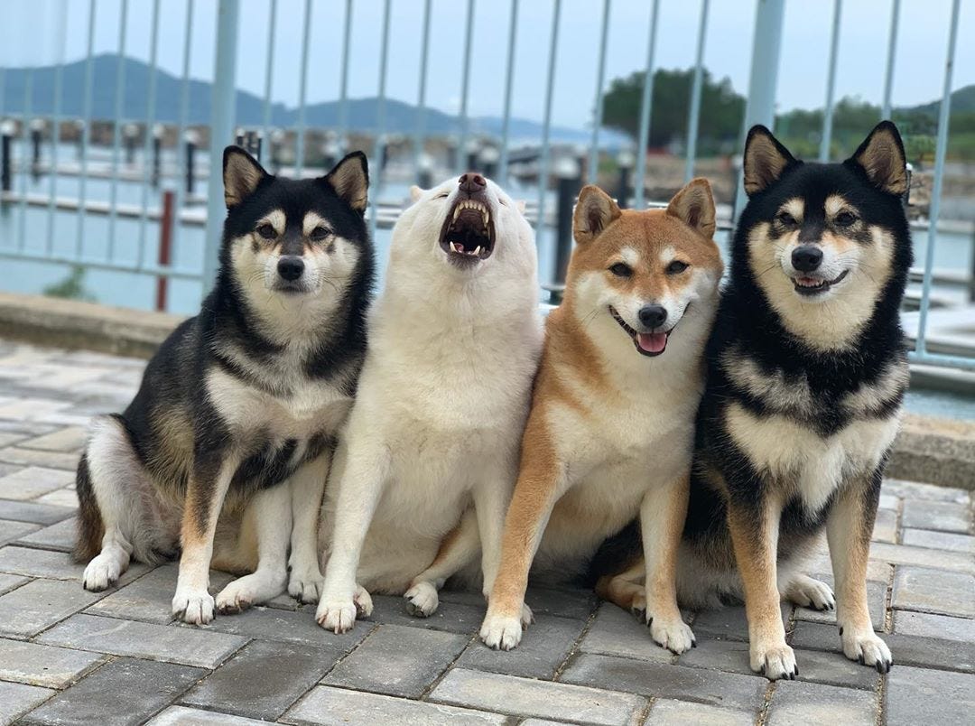 lets-all-admire-this-amazing-dog-who-keeps-ruining-photoshoots