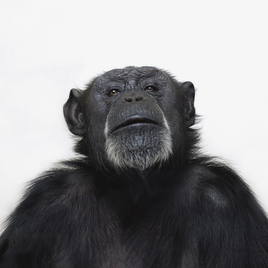 I think, therefore I am a human, a crow, a chimp, a bonobo ...