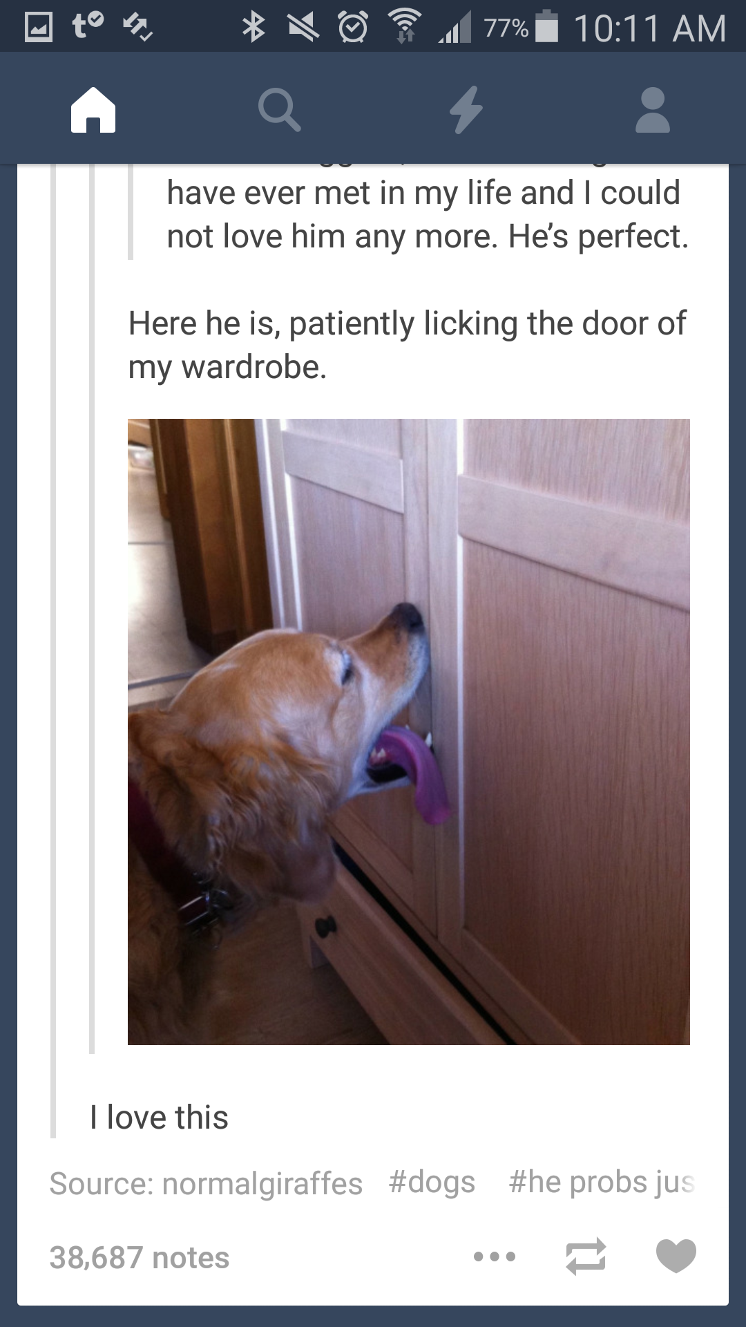 Why Does My Dog Lick The Door