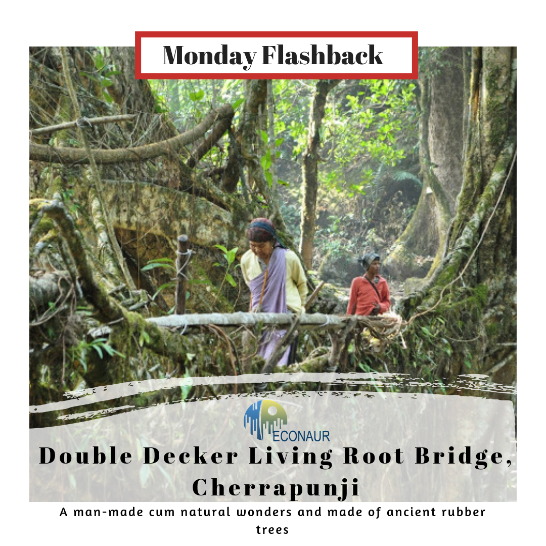 Double Decker Living Root Bridge Cherrapunji | by Econaur | Medium