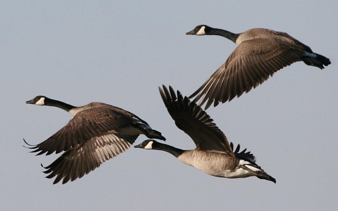 A Conversation Between Mary Oliver S Wild Geese And Me By Ruth Kim Medium