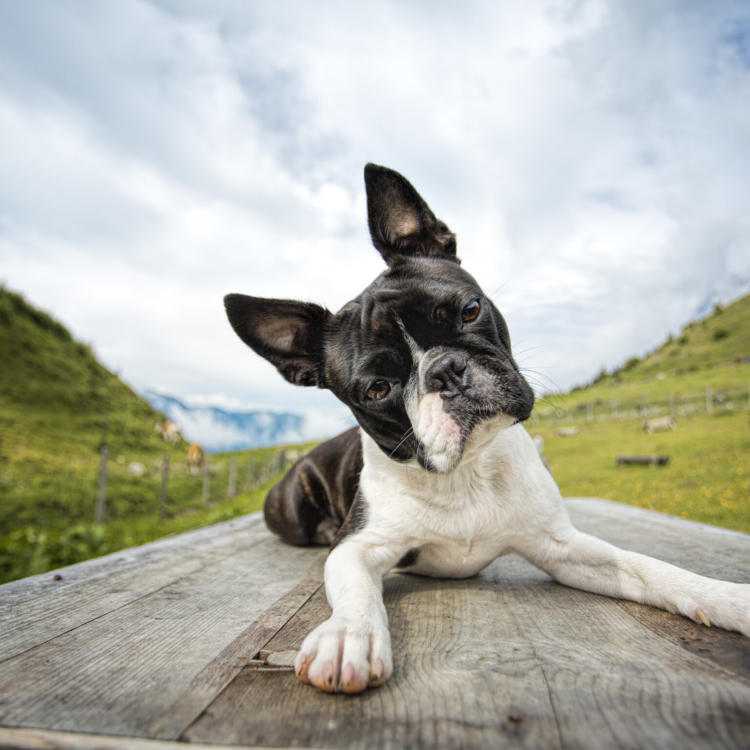 boston terrier health testing