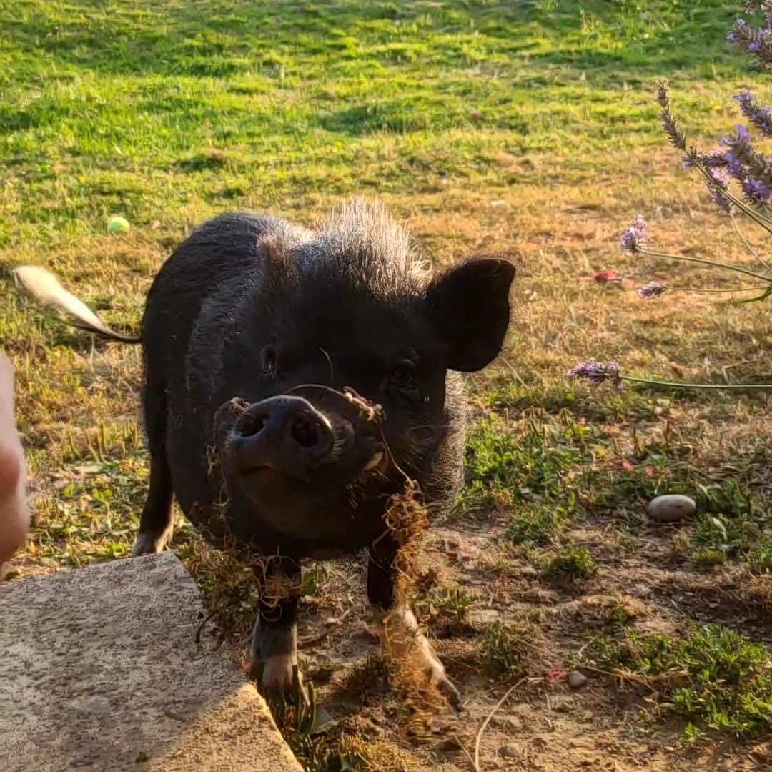 What It’s Like Having A Pet Pig. Remember when mini pigs were a trend