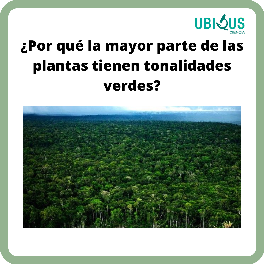 Por qué la mayor parte de las plantas tienen tonalidades verdes? | by  Ubiqus Ciencia | Medium