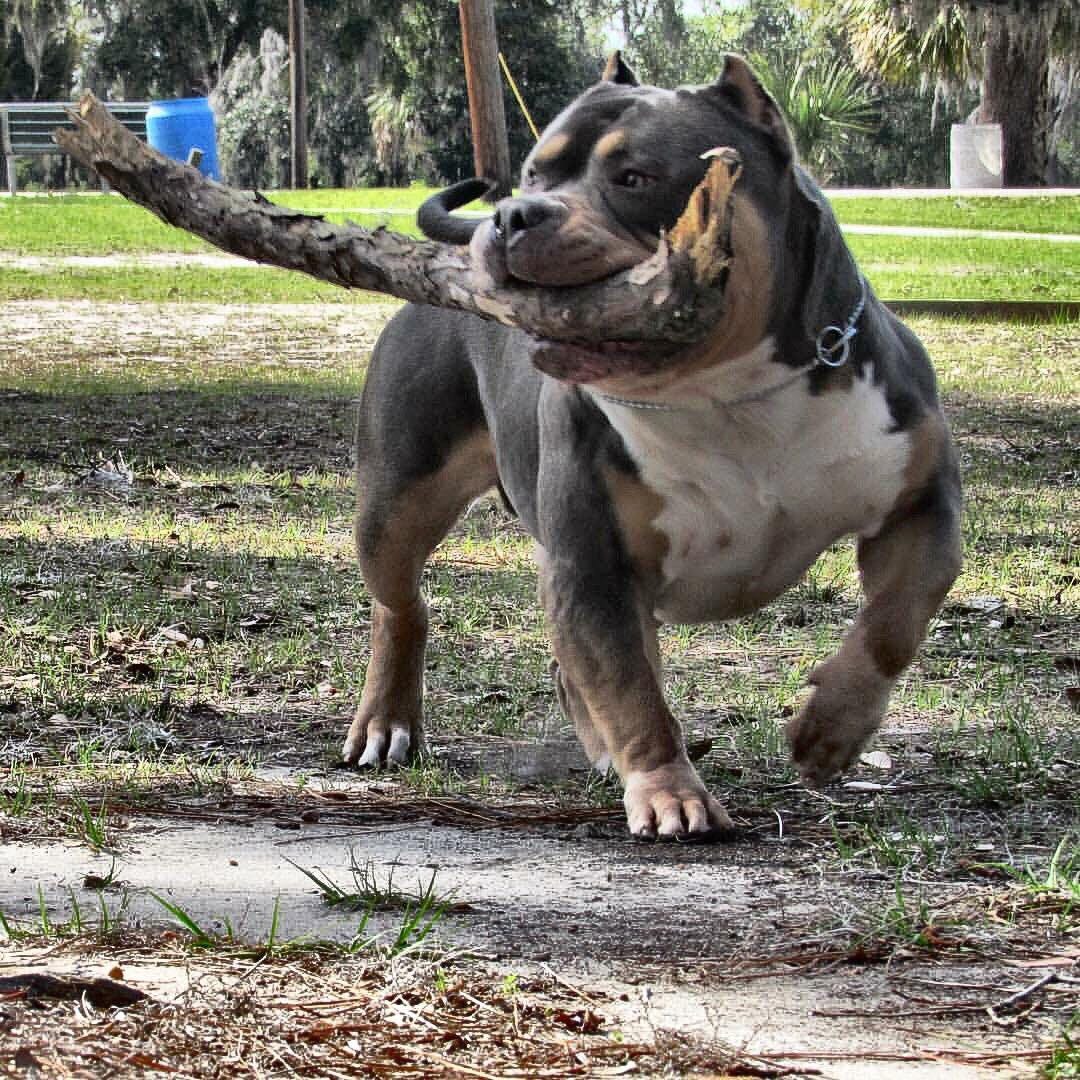 American Bully Weight Chart