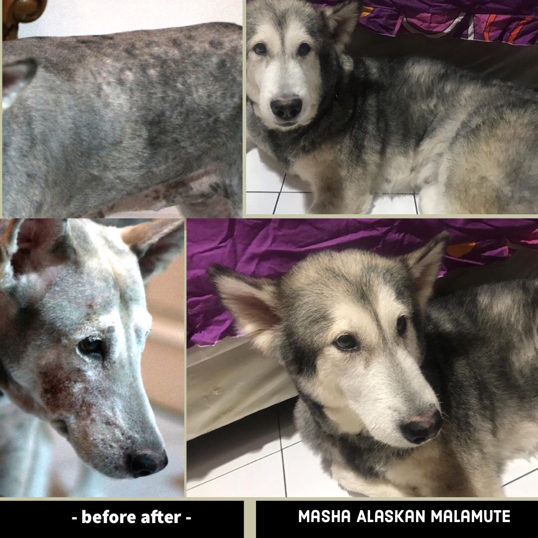 Case 4 Alaskan Malamute Female Demodek Akut Rio Farm