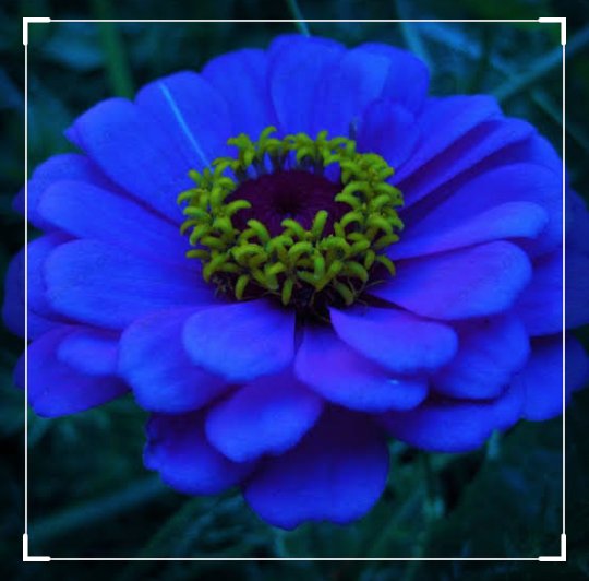 10 BEST FLOWERS TO PLANT IN THE SUMMER by Haya Rai Medium