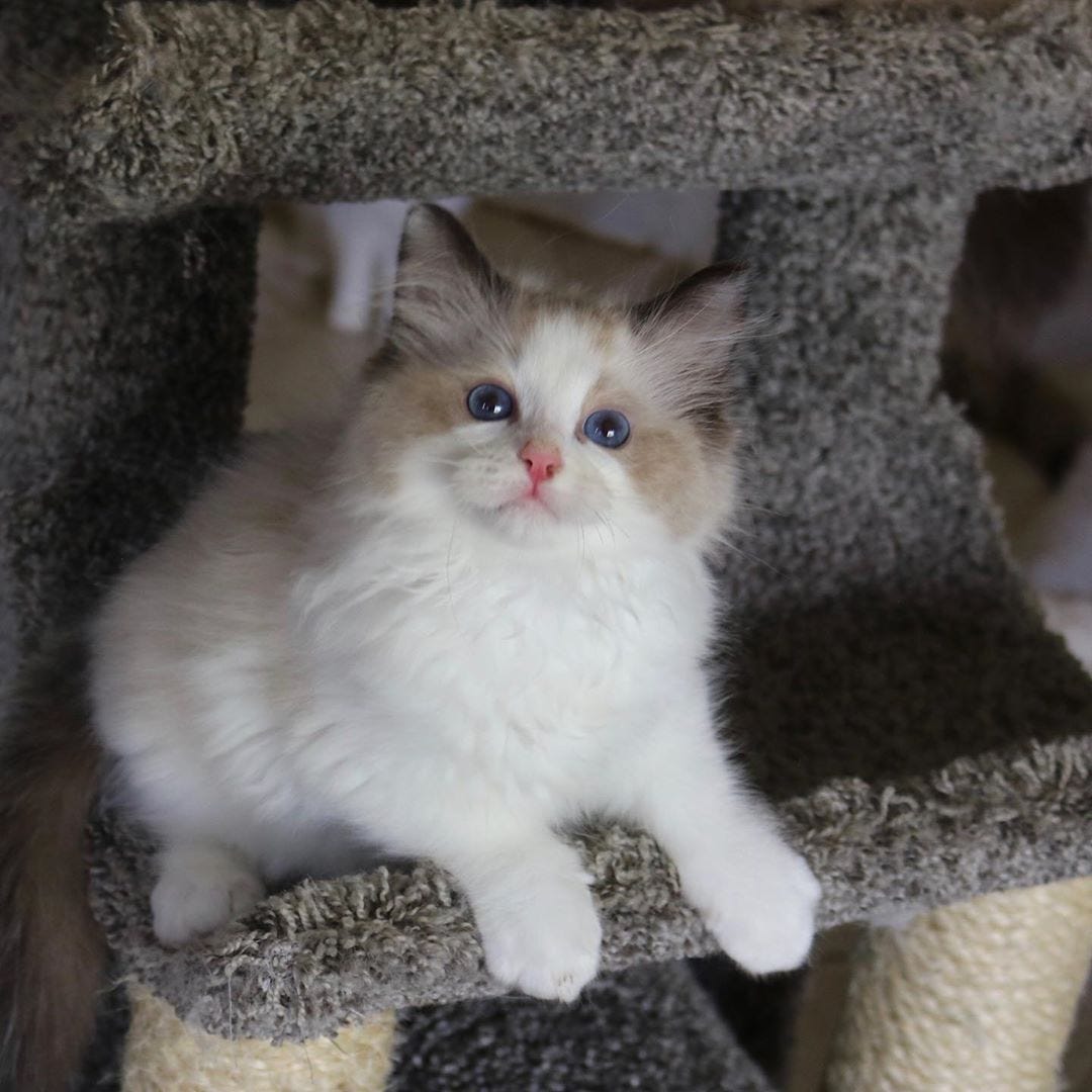 buy ragdoll