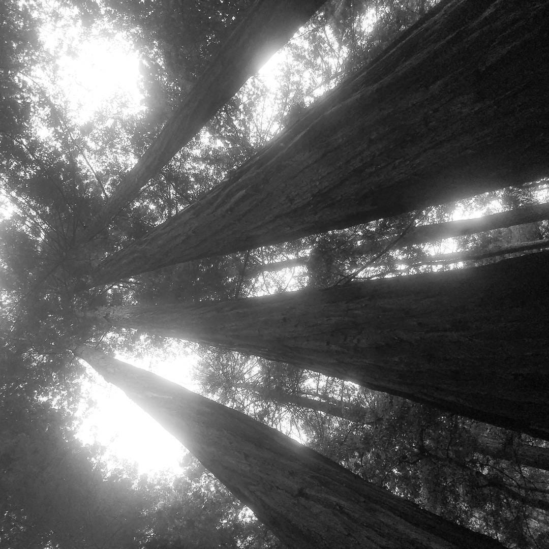 Get outside — Big Basin. The weather was bad today, so I decided… by