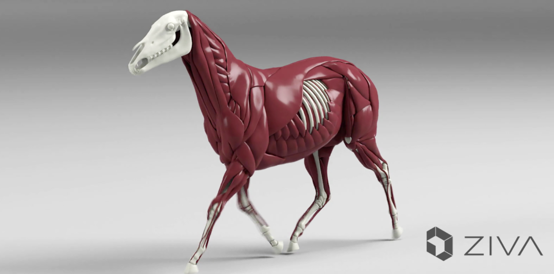 Join Our Portfolio Company Ziva Dynamics and Bring Virtual Characters ...