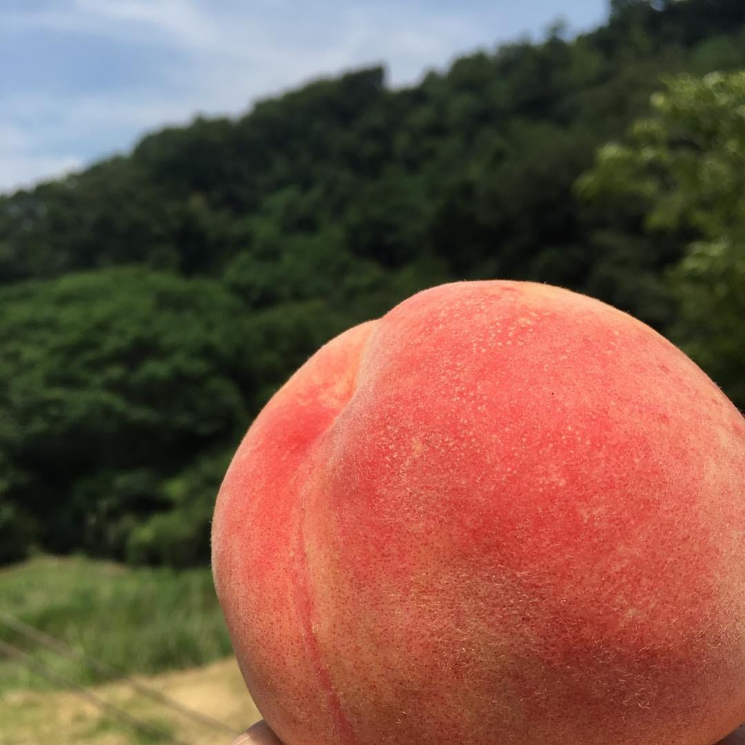 桃の決断 桃の木枝の剪定で 兵庫は佐用へ By 桑原 恭祐 南鵬 Organic Way Of Life Medium 桃の決断 桃の木枝の剪定で 兵庫は佐用へ By 桑原 恭祐 南鵬 Organic Way Of Life Medium