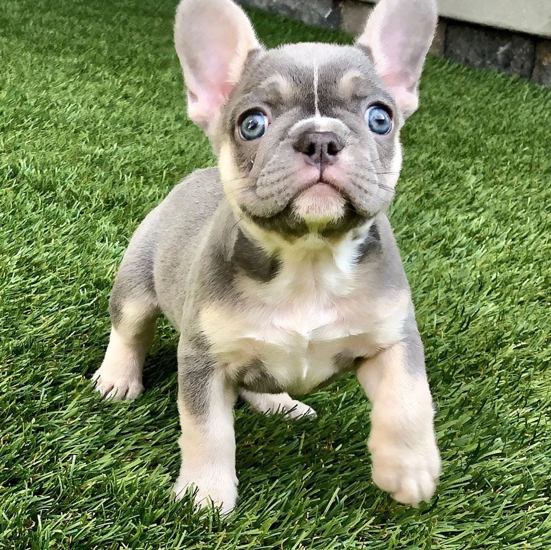 lilac and tan frenchie for sale
