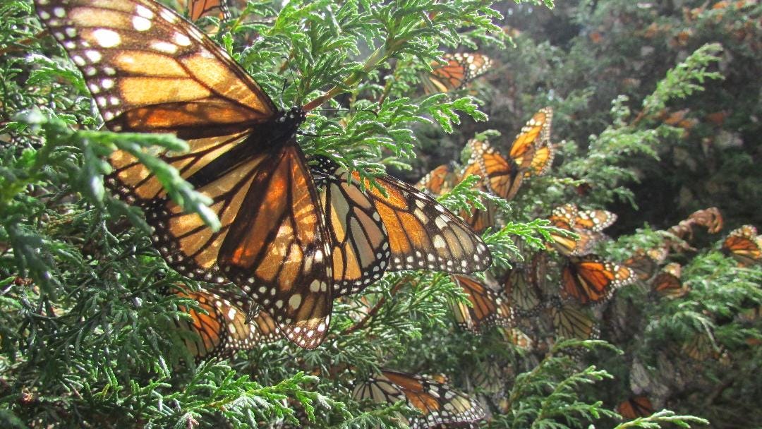 A Curious Migration On Human Virtue And The Precarious