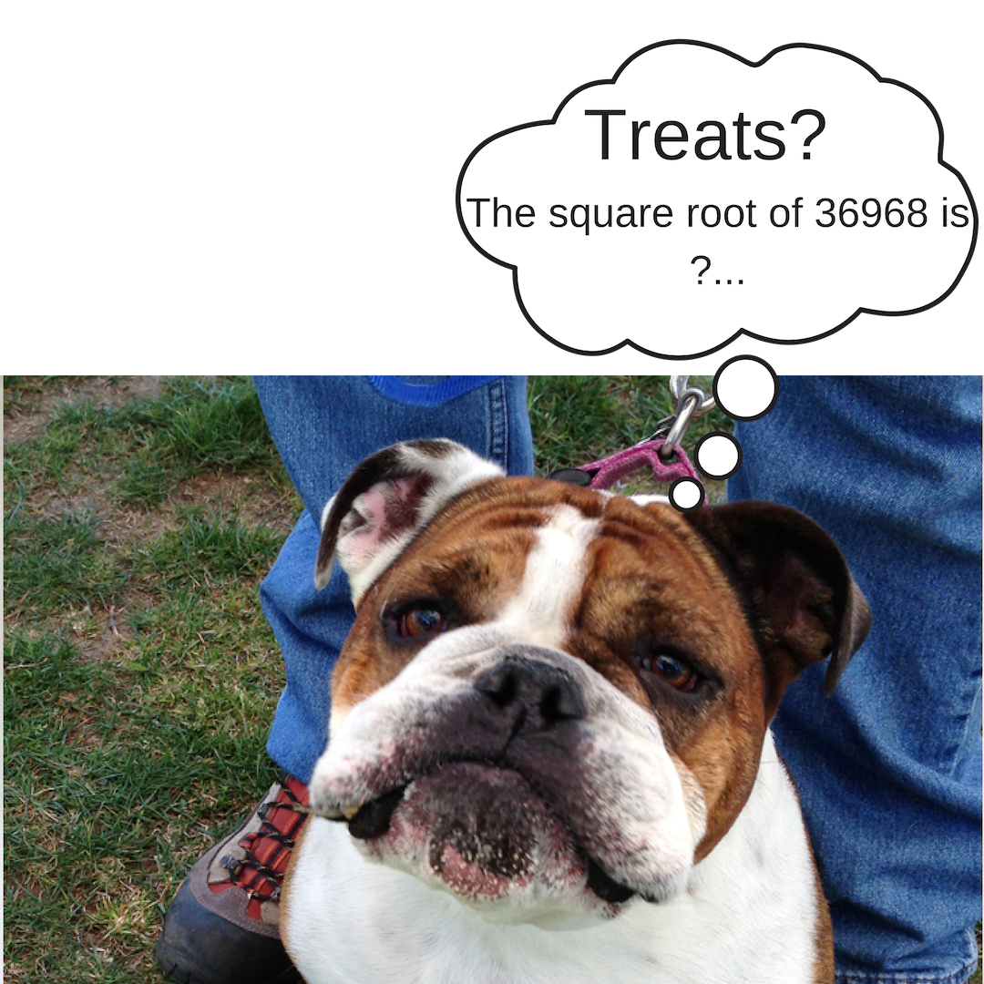 What Do You Think Dogs Think About By Sniff Dawg Medium