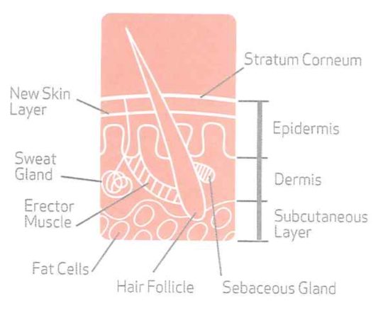 How Krill Oil Improves Skin Parameters By Sonia Tan Medium